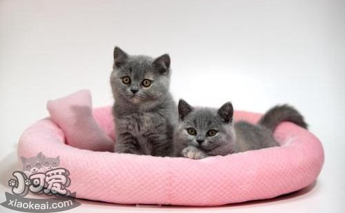 卡爾特貓犯錯怎么訓斥 卡爾特貓犯錯訓斥方法