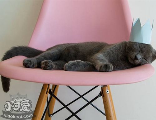 卡爾特貓怎么裝死 卡爾特貓裝死訓練