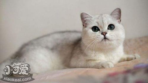 重點色短毛貓咬人怎么辦 重點色短毛貓不咬人訓練