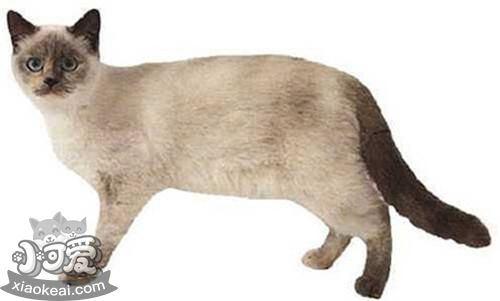 重點色短毛貓怎么訓練裝死 重點色短毛貓裝死訓練方法