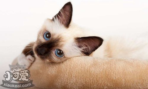 如何訓練歐洲緬甸貓 歐洲緬甸貓訓練注意事項