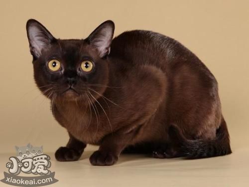 歐洲緬甸貓怎么相處 歐洲緬甸貓相處細節