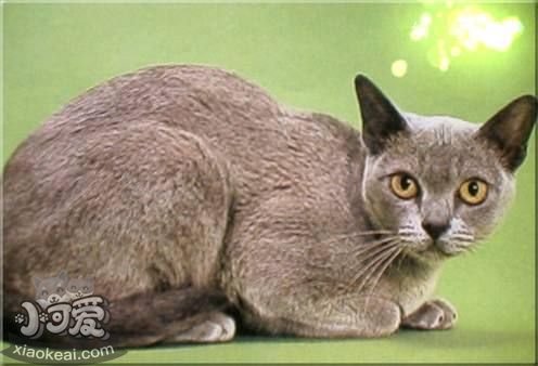 歐洲緬甸貓錯誤訓練有哪些 錯誤訓練問題介紹