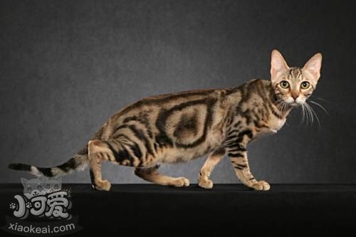 加州閃亮貓怎么訓練 加州閃亮貓訓練方法