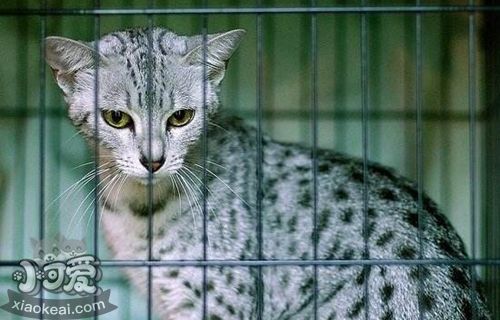 怎么訓練加州閃亮貓裝死 加州閃亮貓裝死訓練