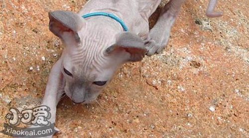 彼得禿貓抓家具怎么辦 彼得禿貓不抓家具訓(xùn)練方法