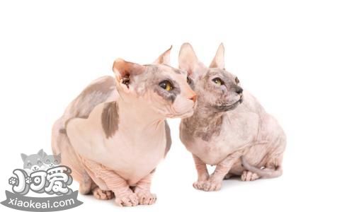 怎么調(diào)教彼得禿貓不爬床 彼得禿貓不爬床訓(xùn)練