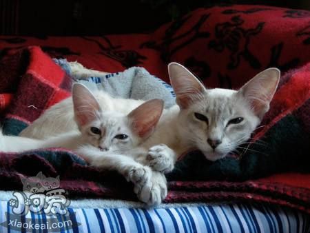 如何讓爪哇貓學(xué)會開門 爪哇貓開門訓(xùn)練方法