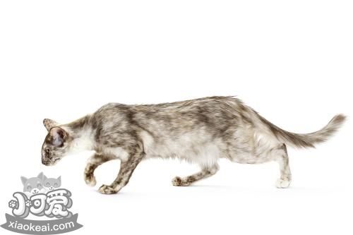 爪哇貓會用馬桶嗎 爪哇貓馬桶使用訓練