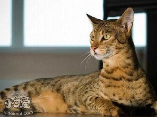 阿舍拉貓記仇怎么辦 怎么訓(xùn)練阿舍拉貓不記仇