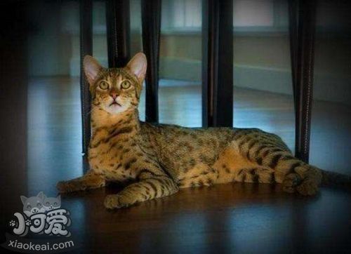 阿舍拉貓怎么訓練 阿舍拉貓訓練技巧