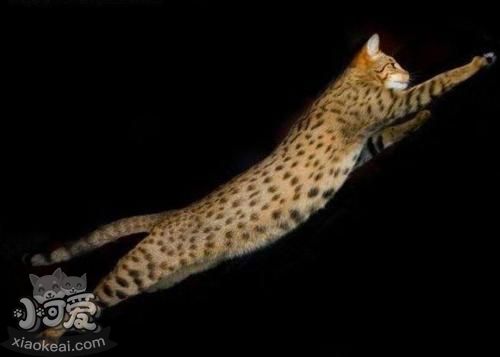 阿舍拉貓不會用貓抓板 阿舍拉貓貓抓板使用訓練