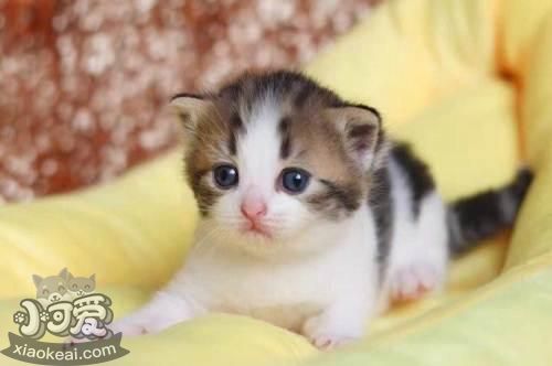 怎么訓練曼基康貓不抓家具 曼基康貓抓家具解決辦法