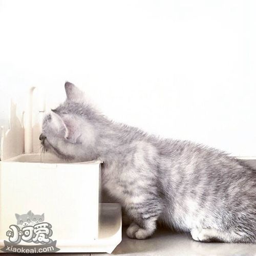 曼基康貓會跳環嗎 曼基康貓跳環訓練