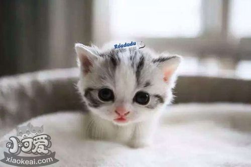 如何訓(xùn)練曼基康貓打滾 短腿貓打滾訓(xùn)練法