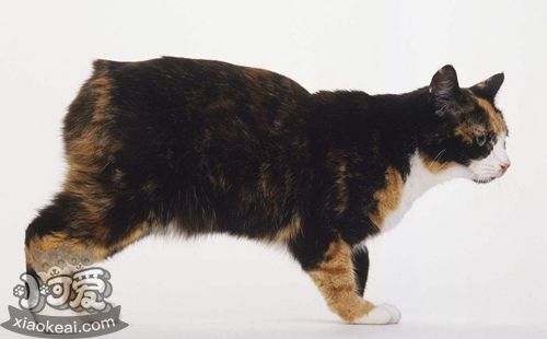 馬恩島貓會(huì)自己上廁所嗎 貓咪上廁所訓(xùn)練