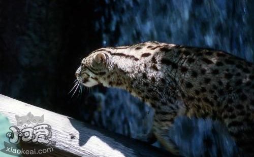 豹貓亂尿怎么訓(xùn)練 訓(xùn)練上廁所方法