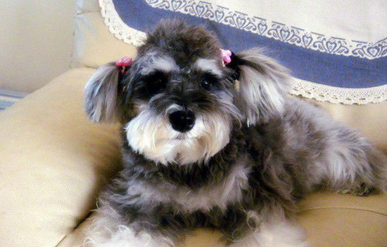 雪納瑞怎么修毛 雪納瑞修毛剪毛視頻教程1