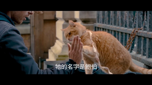 怎么訓練貓擊掌 貓咪擊掌調教