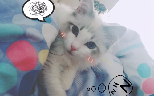 如何訓(xùn)練布偶貓用貓抓板