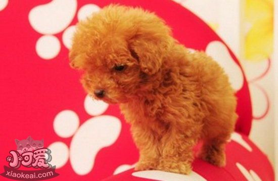 茶杯犬怎么洗澡 茶杯犬洗澡步驟流程