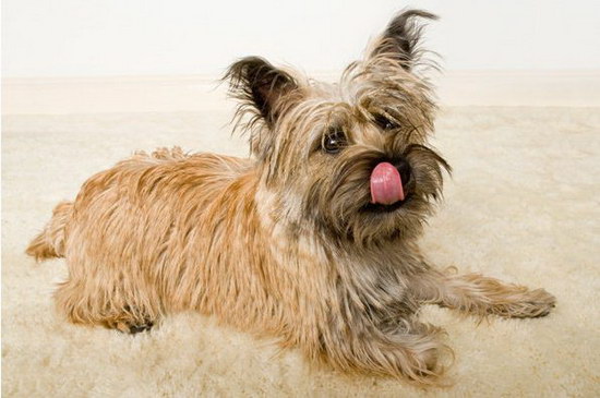 狗狗指甲剪出血怎么辦 狗狗指甲剪出血了解決方法