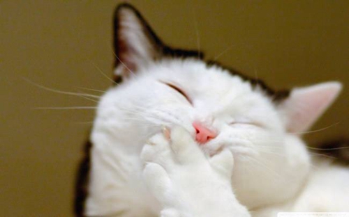 如何治療貓絲蟲病 貓咪得絲蟲病原因