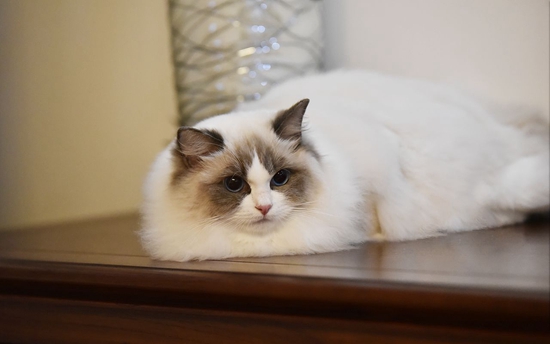 布偶貓常見疾病有哪些 布偶貓常見疾病匯總