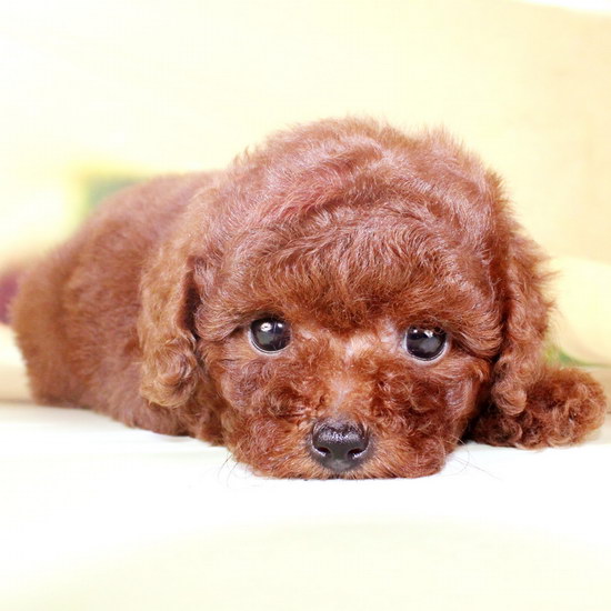 泰迪犬怎么養(yǎng) 泰迪犬怎么養(yǎng)才能養(yǎng)好健健康康的3