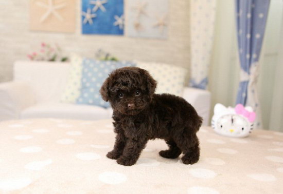 泰迪犬怎么看年齡 泰迪犬年齡判斷方法1