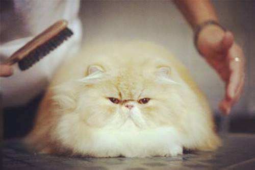 貓咪為什么會有毛球癥 貓咪毛球癥形成的原因