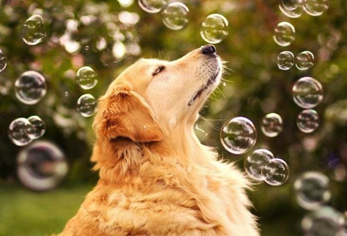 金毛犬掉毛怎么回事 金毛犬掉毛原因及解決方法1