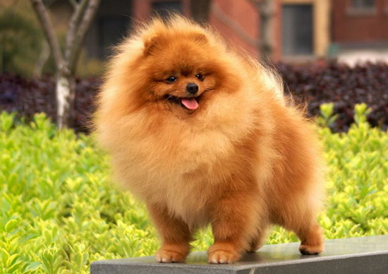 博美犬怎么養(yǎng) 博美犬飼養(yǎng)方法和注意事項(xiàng)1