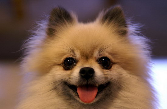 博美怎么洗澡 博美犬洗澡流程詳解1