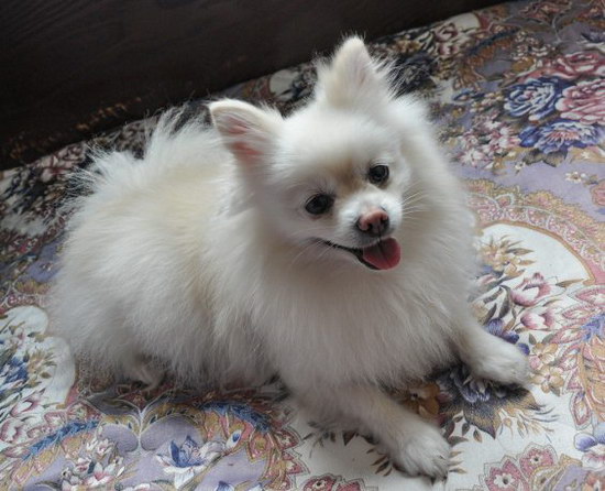 博美吃什么狗糧最好 博美犬狗糧選擇推薦1