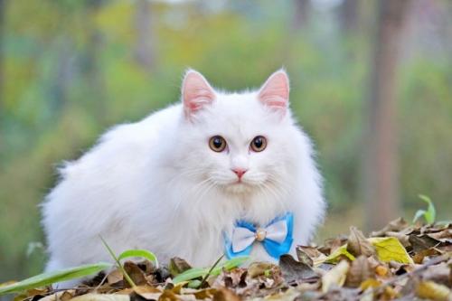 貓不吃化毛膏怎么辦