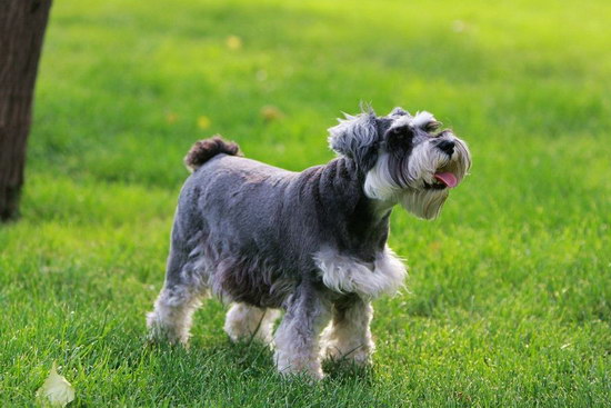 雪納瑞怎么養 雪納瑞飼養方法及注意事項