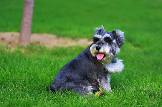 雪納瑞怎么養(yǎng) 雪納瑞飼養(yǎng)方法及注意事項(xiàng)3