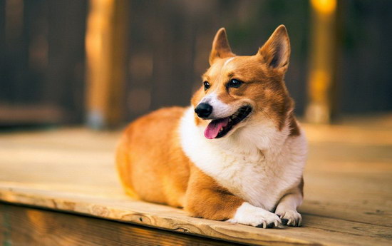 柯基犬怎么養 柯基犬飼養方法1