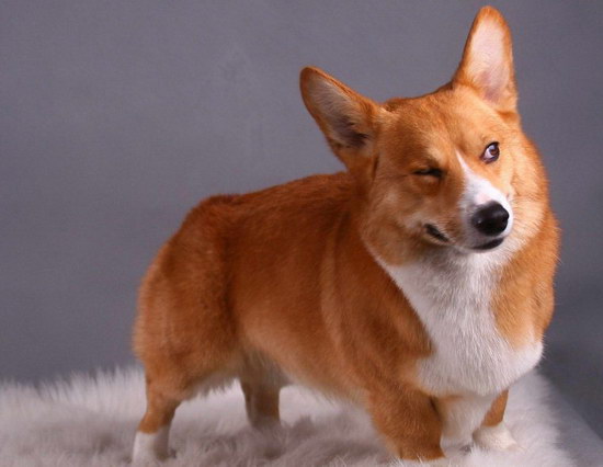 怎么給狗狗梳毛 狗狗梳毛方法大全