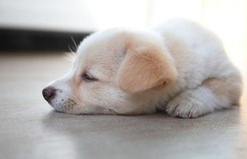 狗狗什么時候換牙 狗狗換牙期間要注意什么2