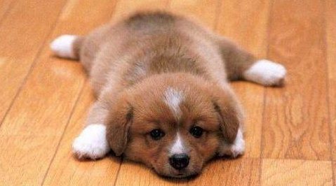 幼犬喂養(yǎng)的狗糧用冷水泡發(fā)還是熱水泡發(fā)好1