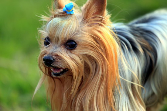 約克夏梗掉毛程度如何 約克夏梗掉毛怎么辦