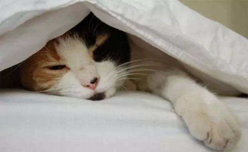 哪些原因會導致貓咪嘔吐 貓咪嘔吐原因