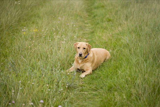 拉布拉多怎么護理 拉布拉多照顧方法