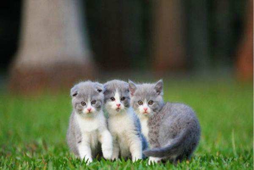 折耳貓怎么繁殖 折耳貓繁殖注意事項