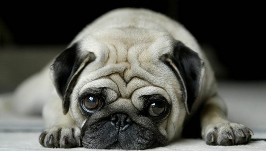 巴哥犬怎么養 八哥犬飼養方法