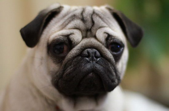 巴哥犬怎么養 八哥犬飼養方法1