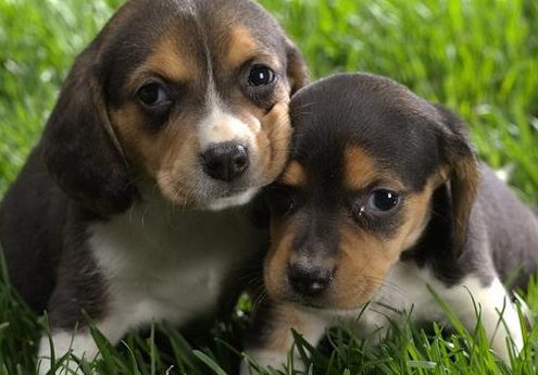 狗狗什么時候換牙 狗狗換牙期間要注意什么1