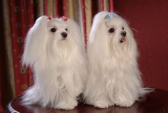 馬爾濟斯犬怎么養(yǎng) 馬爾濟斯犬飼養(yǎng)方法及注意事項1